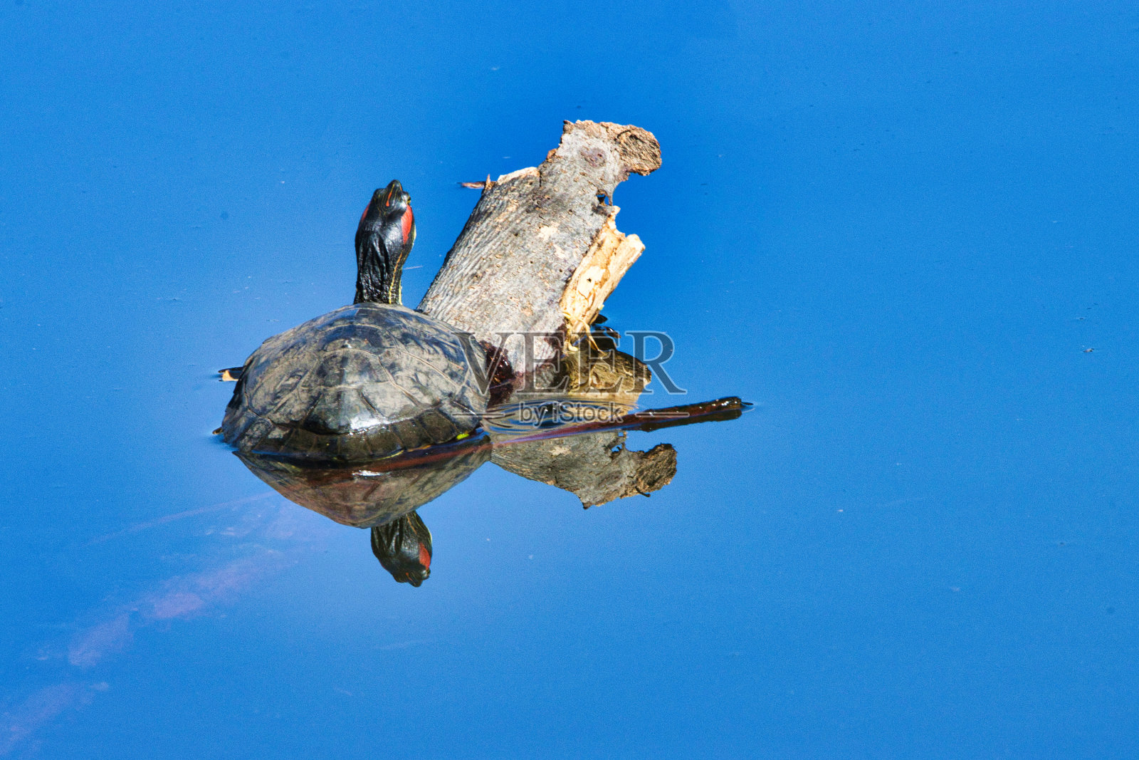 乌龟在池塘里晒太阳。照片摄影图片