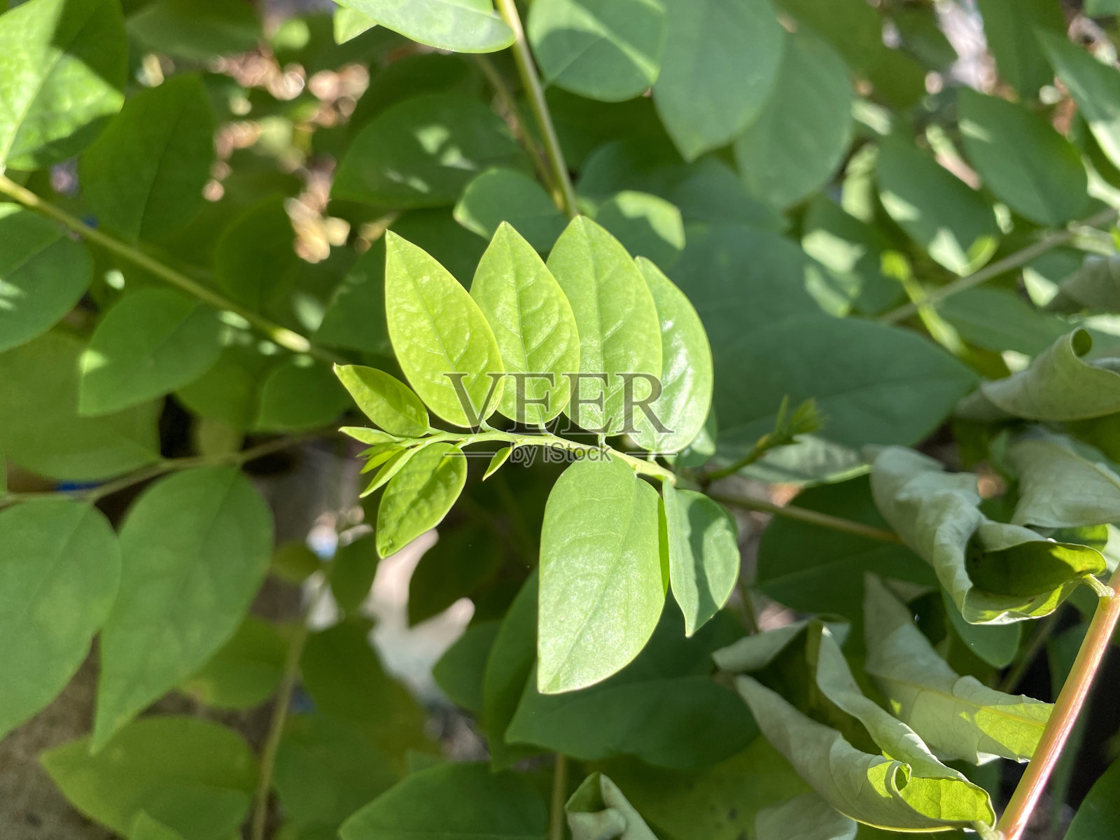 星醋栗叶照片摄影图片