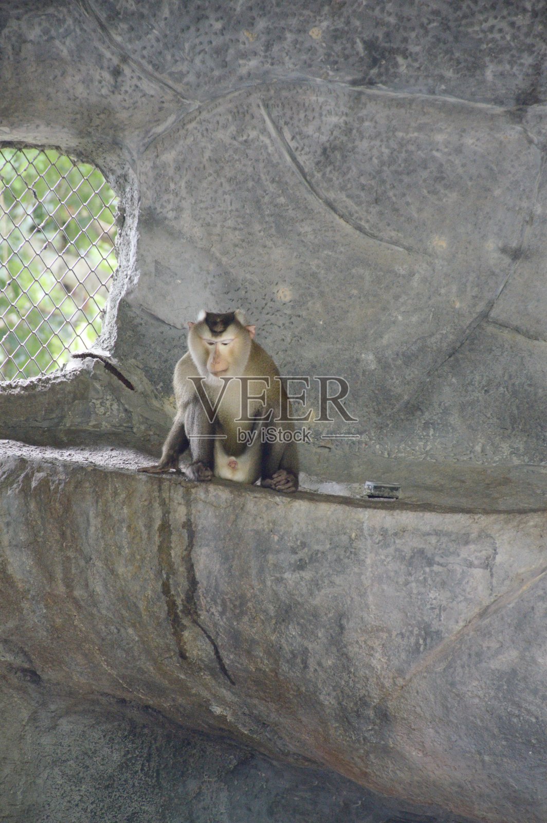 农场里的猴子照片摄影图片