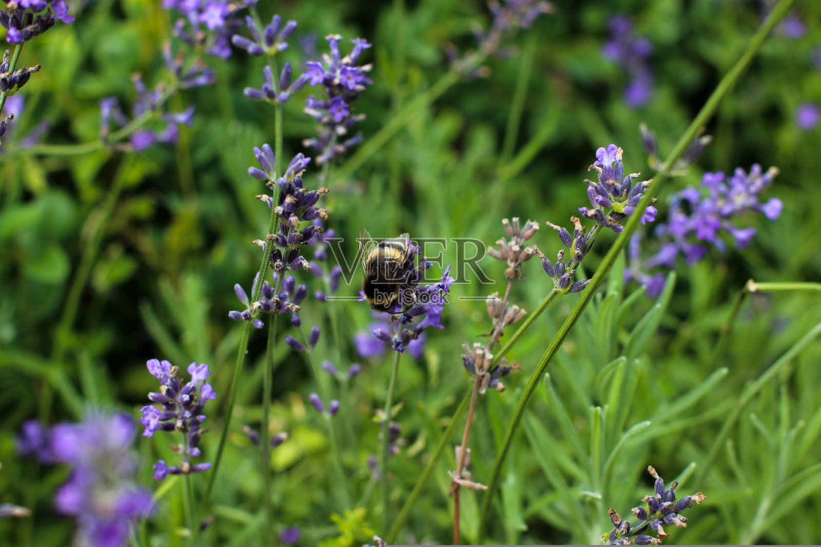 特写蜜蜂在薰衣草花顶部在夏季花园照片摄影图片