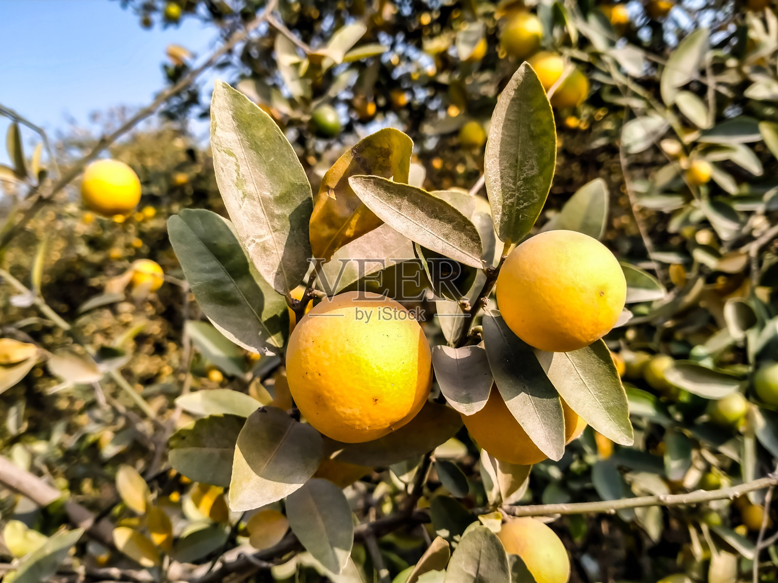 黄色的柠檬照片摄影图片