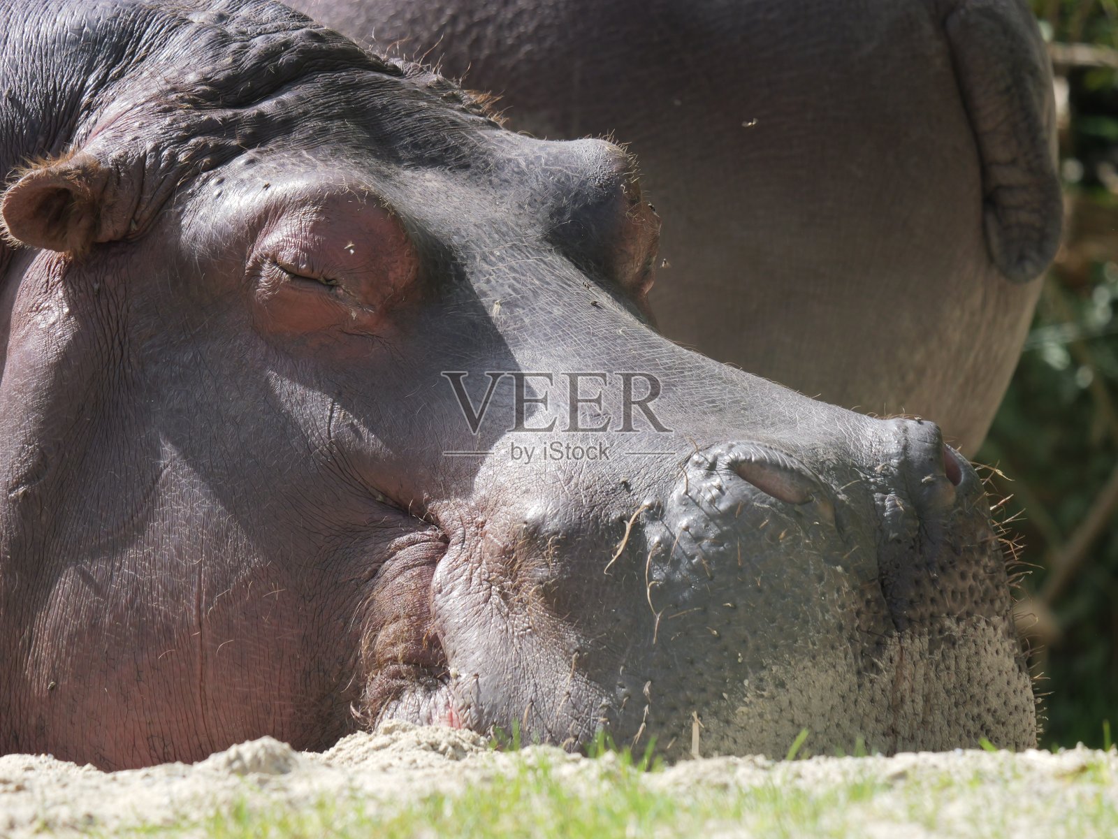 夏日阳光灿烂的一天，野生动物园里的大河马照片摄影图片