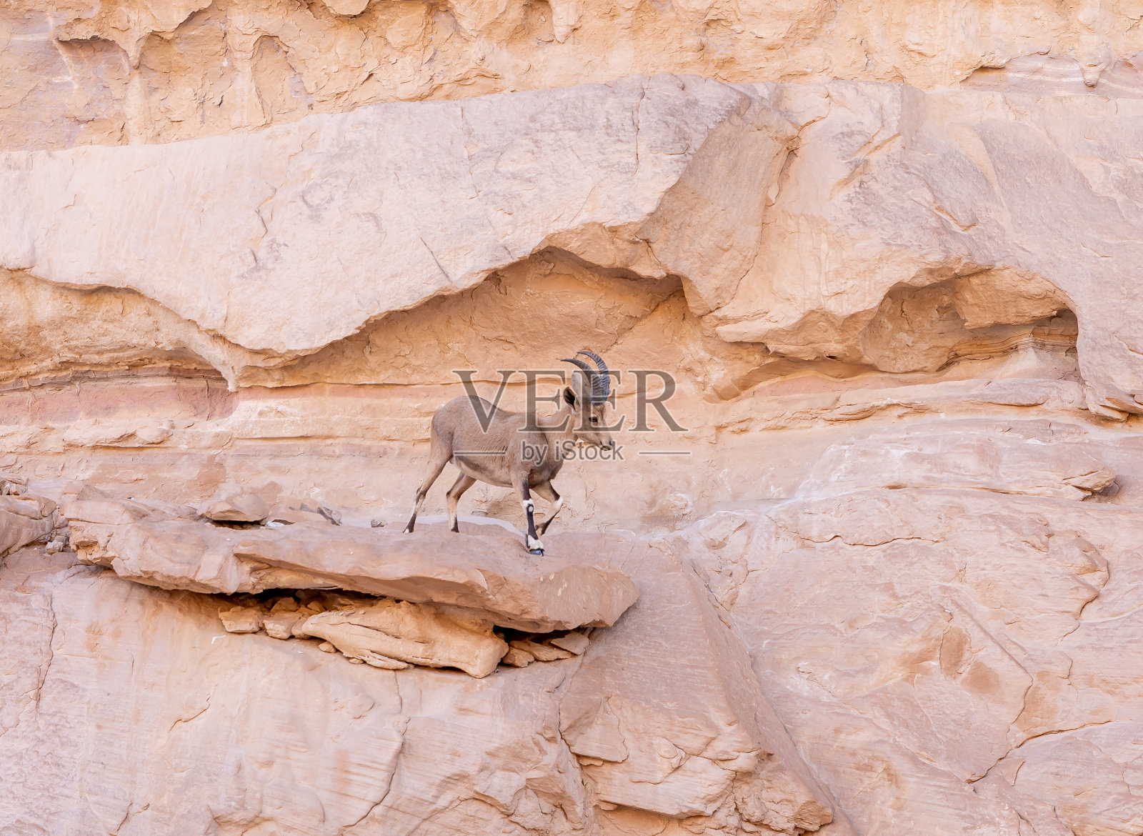 提姆纳国家公园的野山羊（以色列埃拉特市附近）照片摄影图片