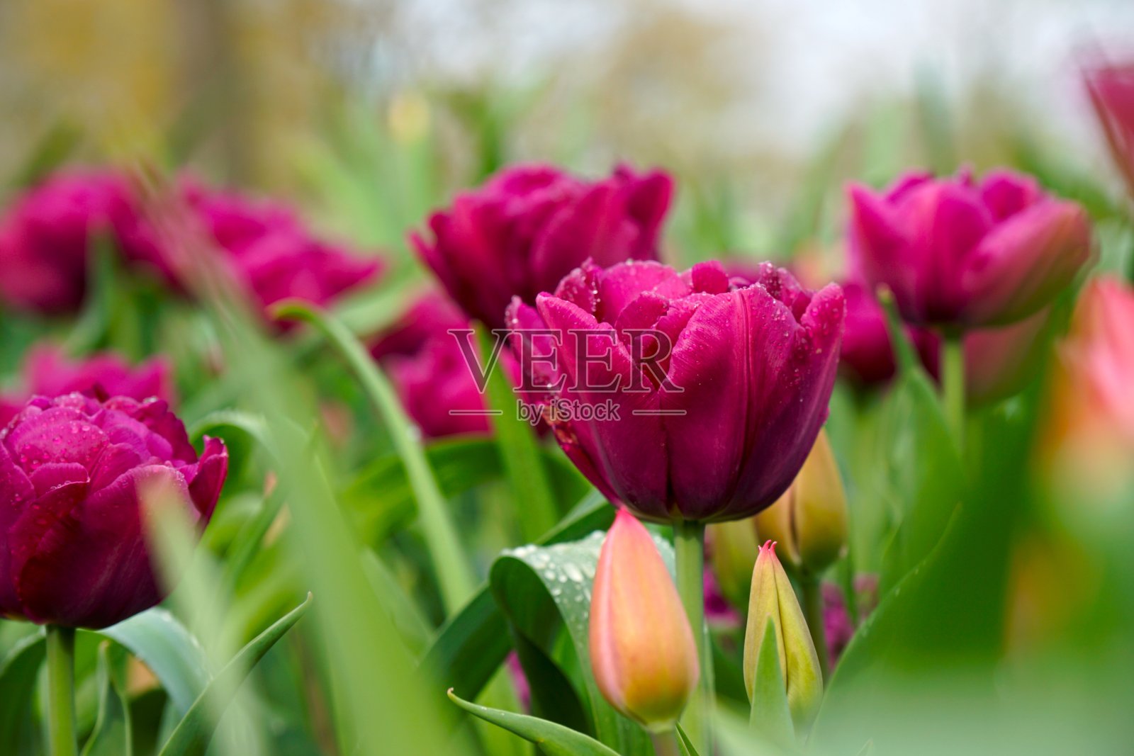 田间盛开的郁金香的特写镜头照片摄影图片