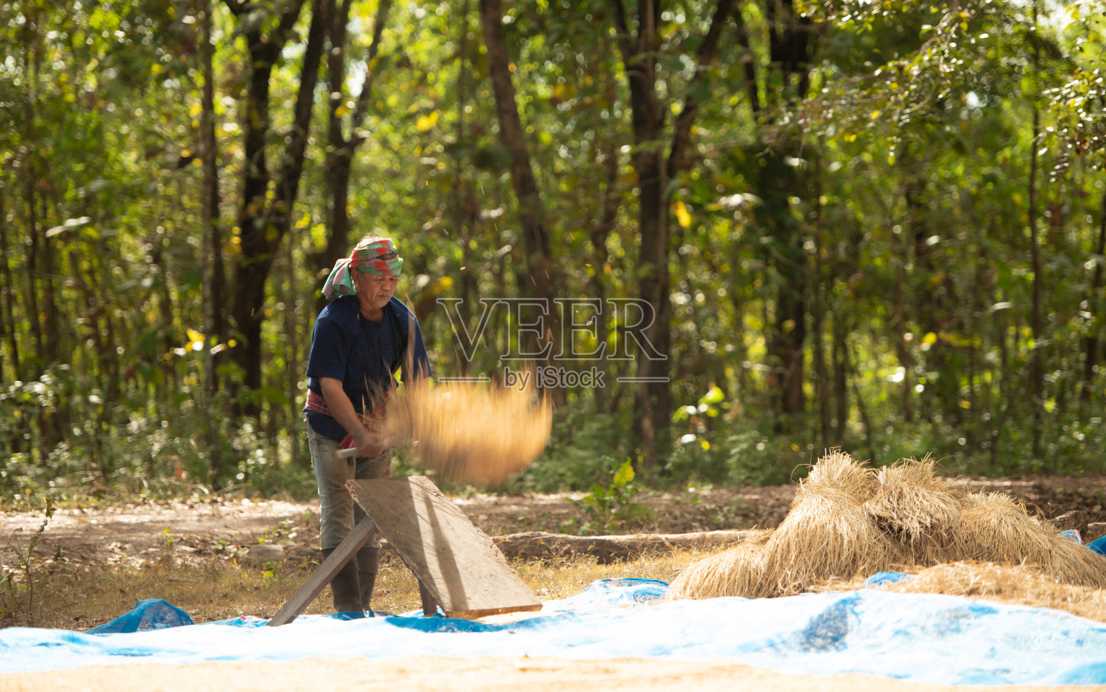 超过70%的泰国农民的农村生活包括务农。照片摄影图片