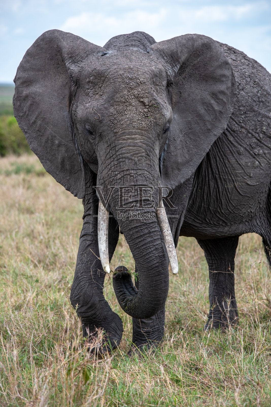 非洲大象站在草地上照片摄影图片