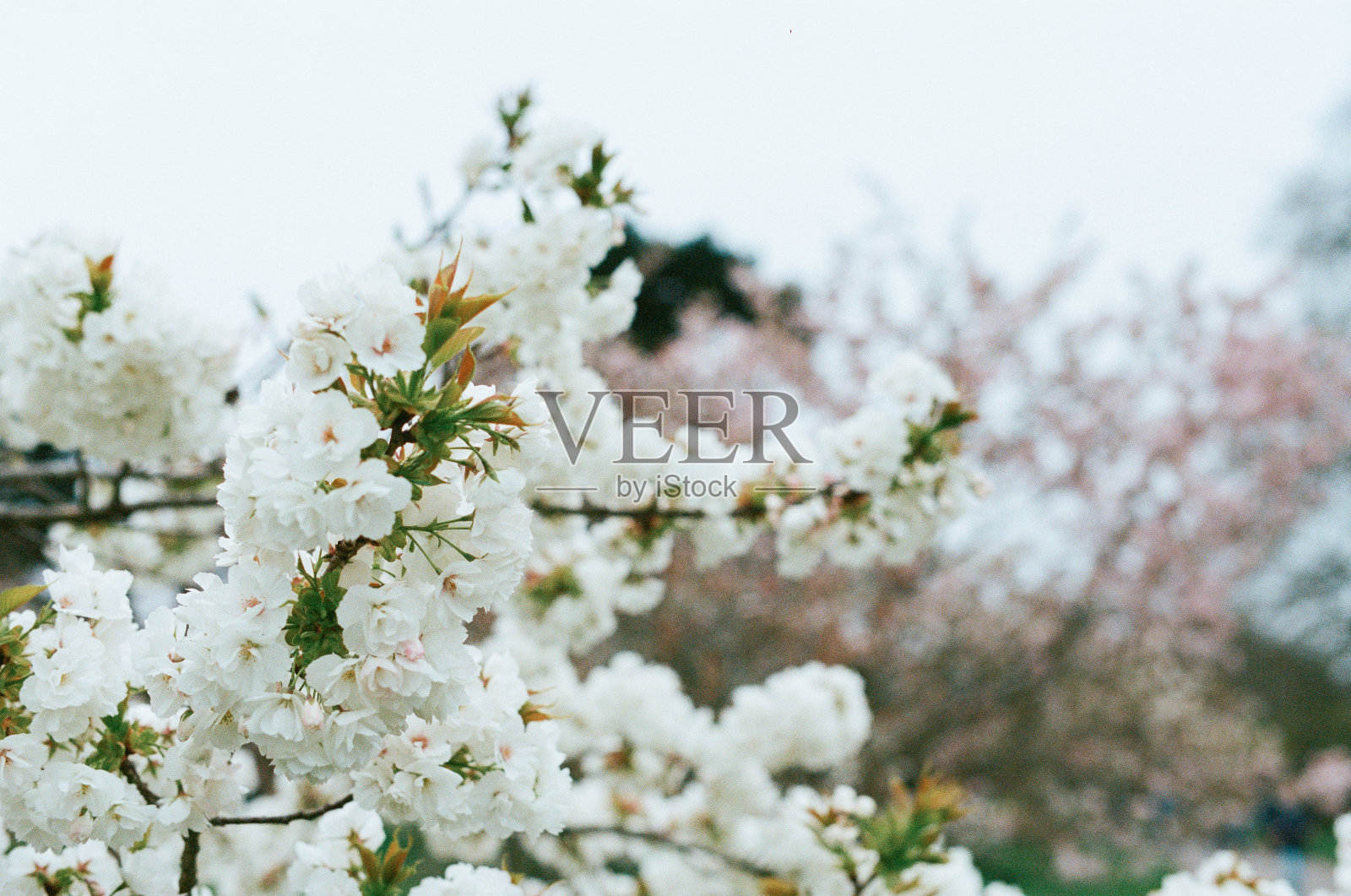 特写镜头，树枝上的白花对着天空照片摄影图片