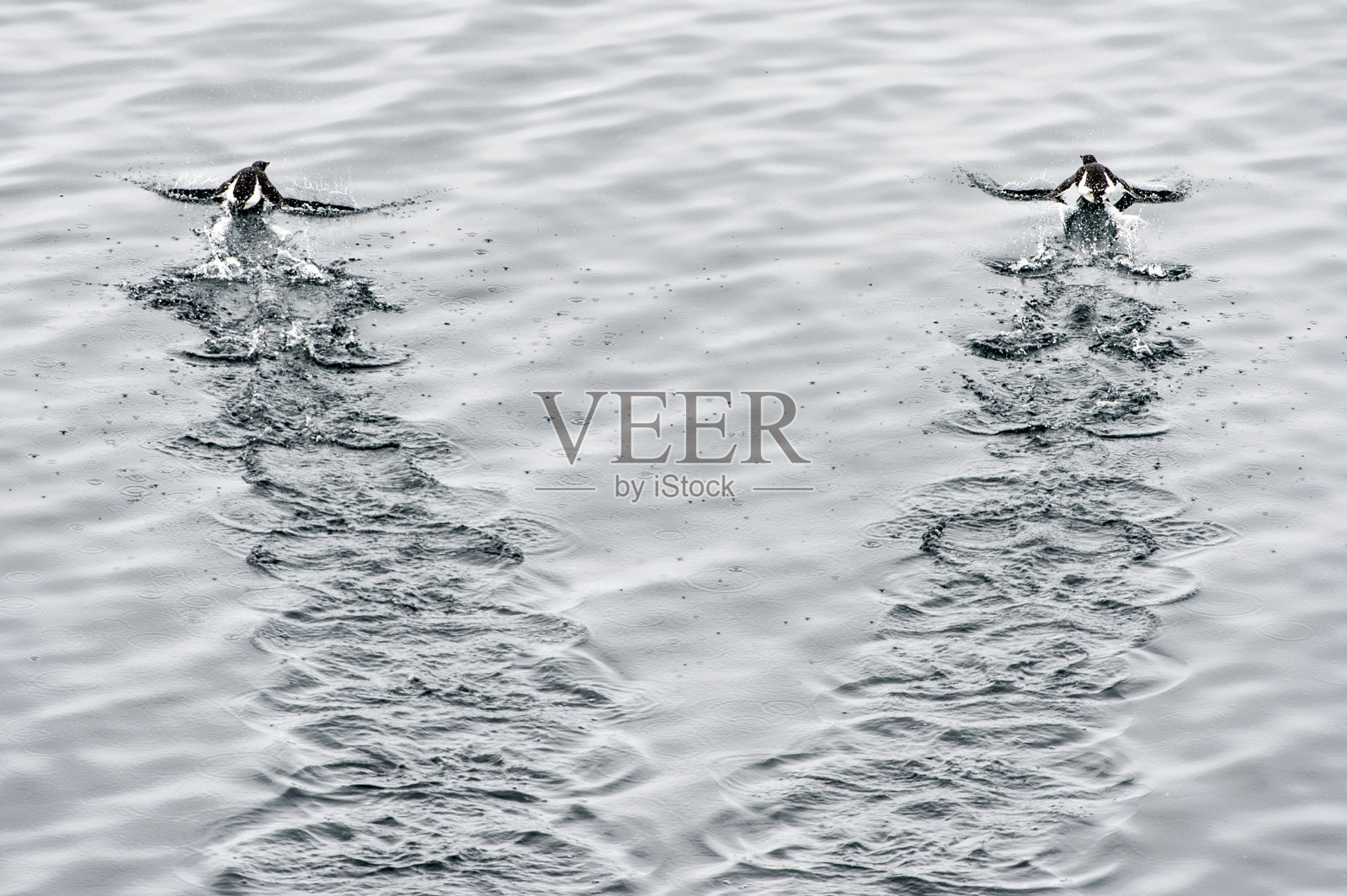 两只海鸠留下水迹的灰阶镜头照片摄影图片