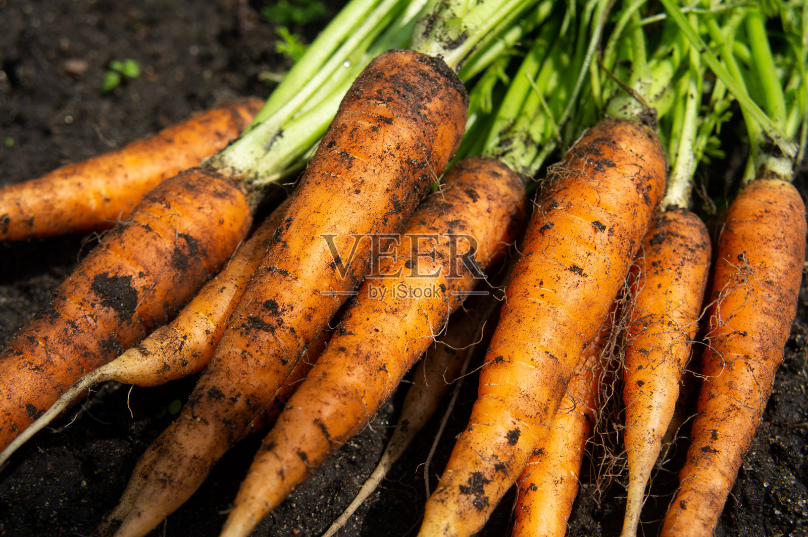 新鲜采摘的胡萝卜。照片摄影图片