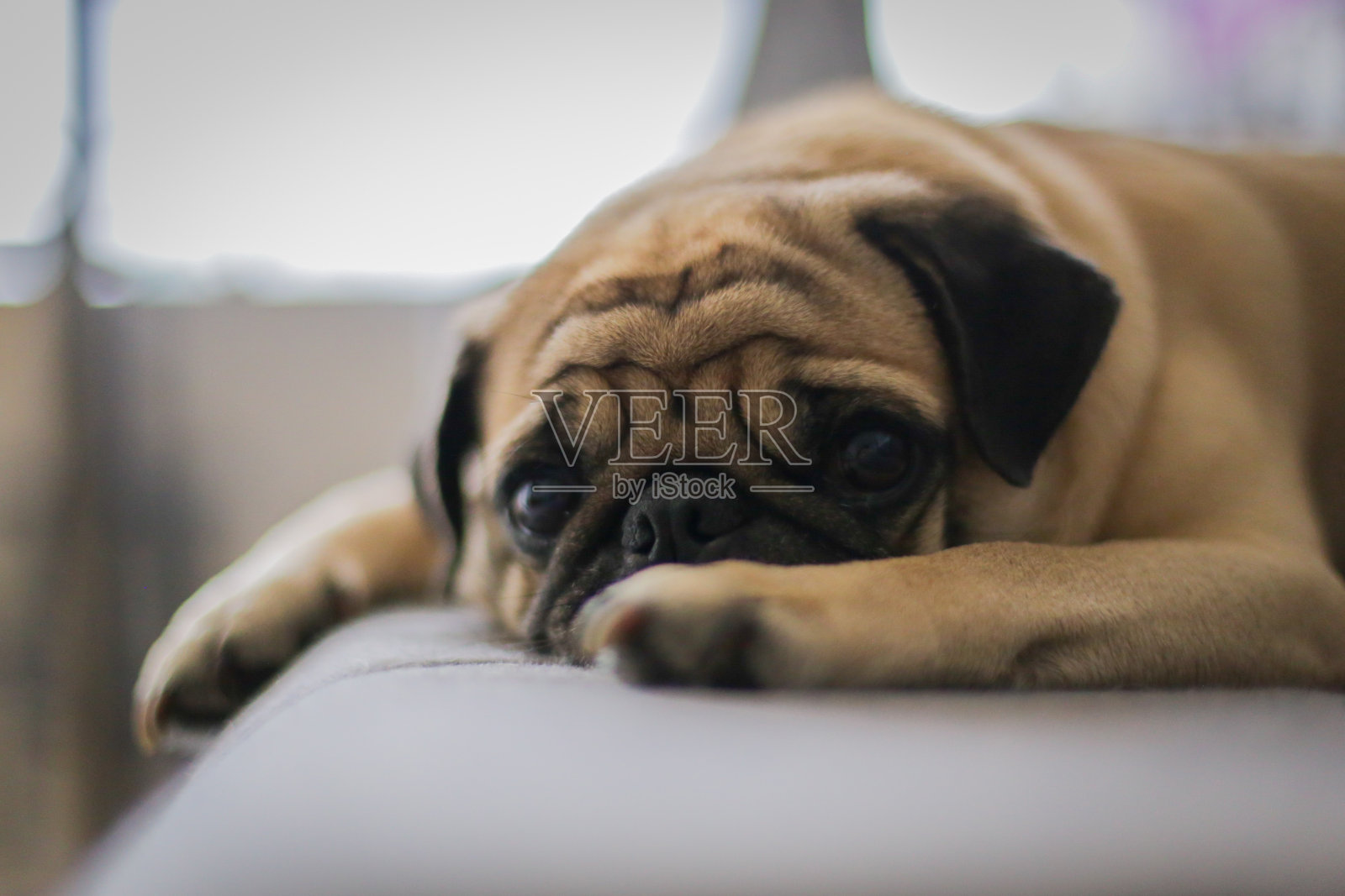 狗照片摄影图片