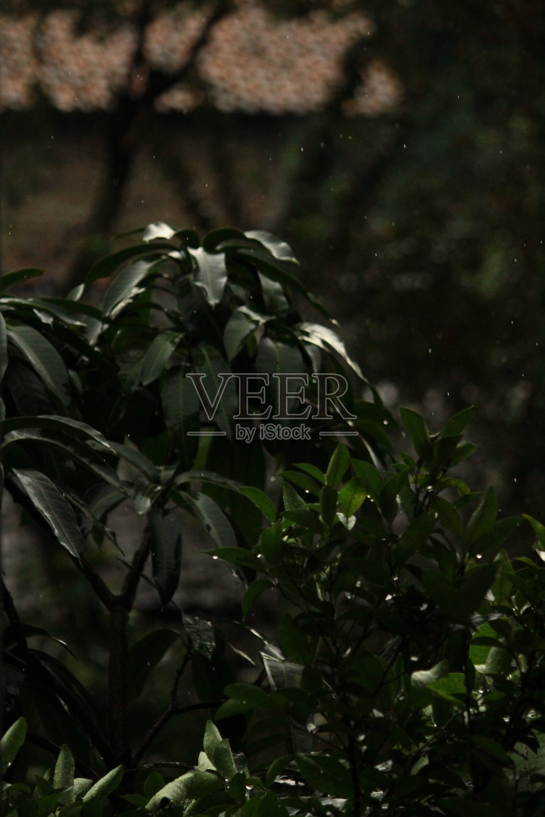 树和雨照片摄影图片