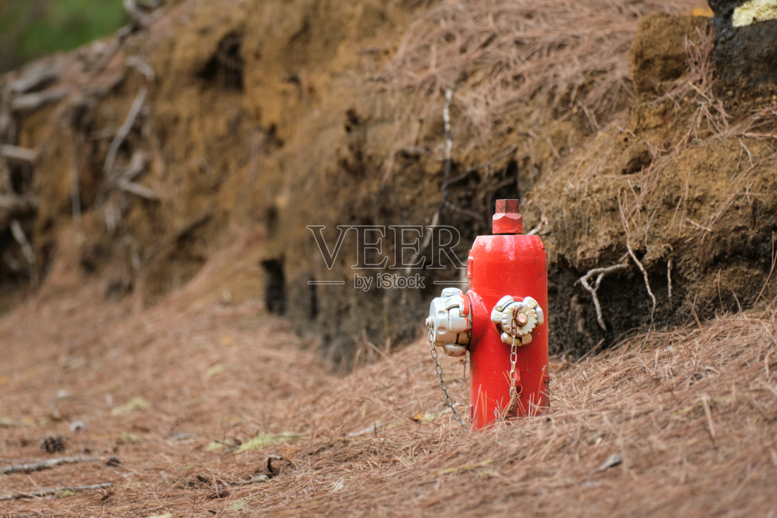 红色的消防栓在森林里，有许多干燥的树针照片摄影图片