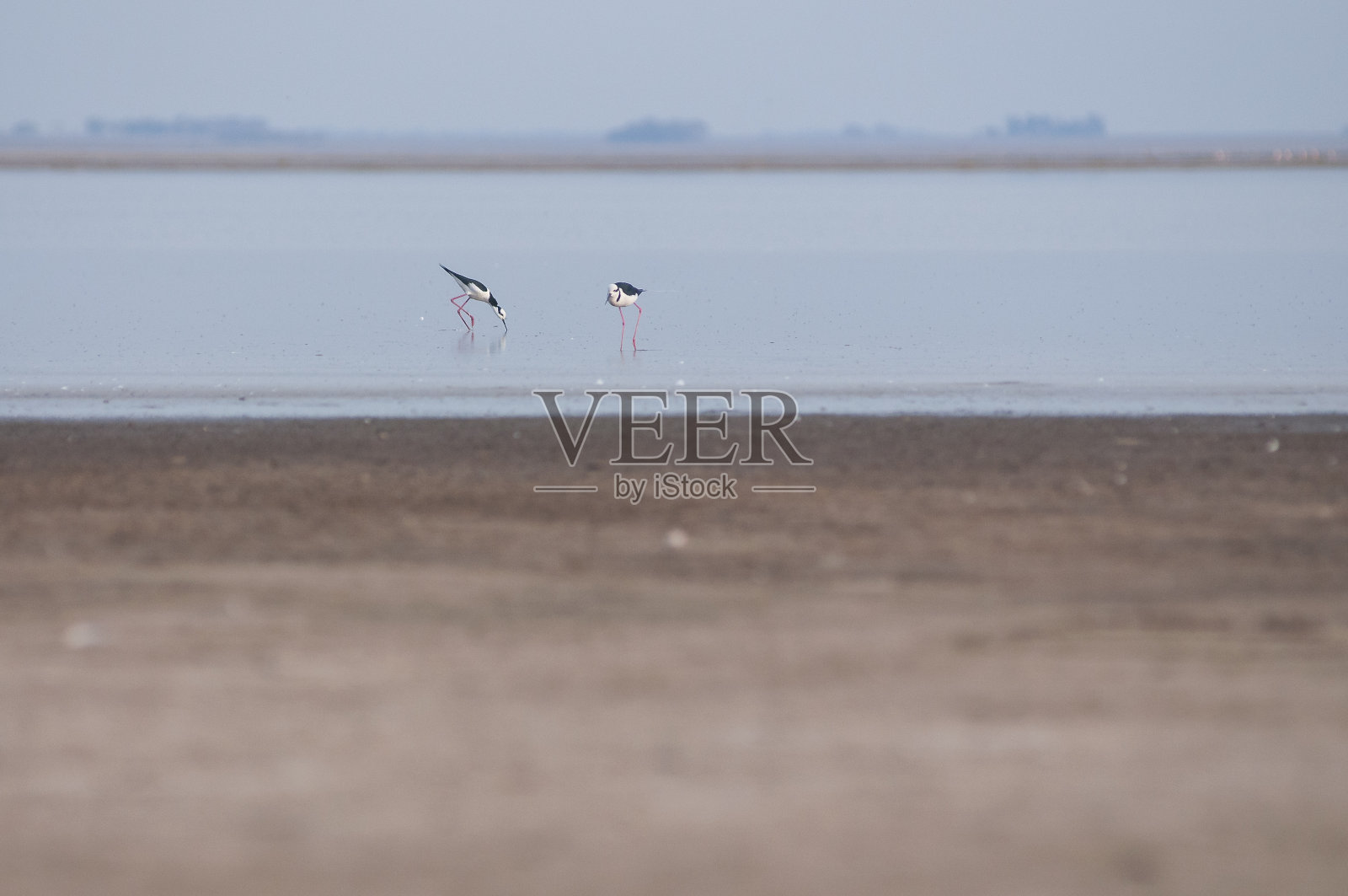 浅焦点的两个黑翼高跷(Himantopus Himantopus)站在海滩上照片摄影图片
