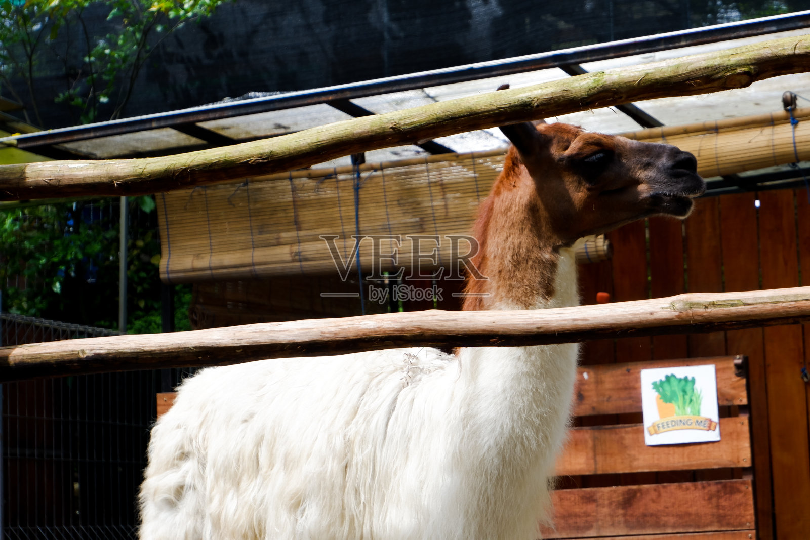 一只独自关在笼子里的羊驼。照片摄影图片