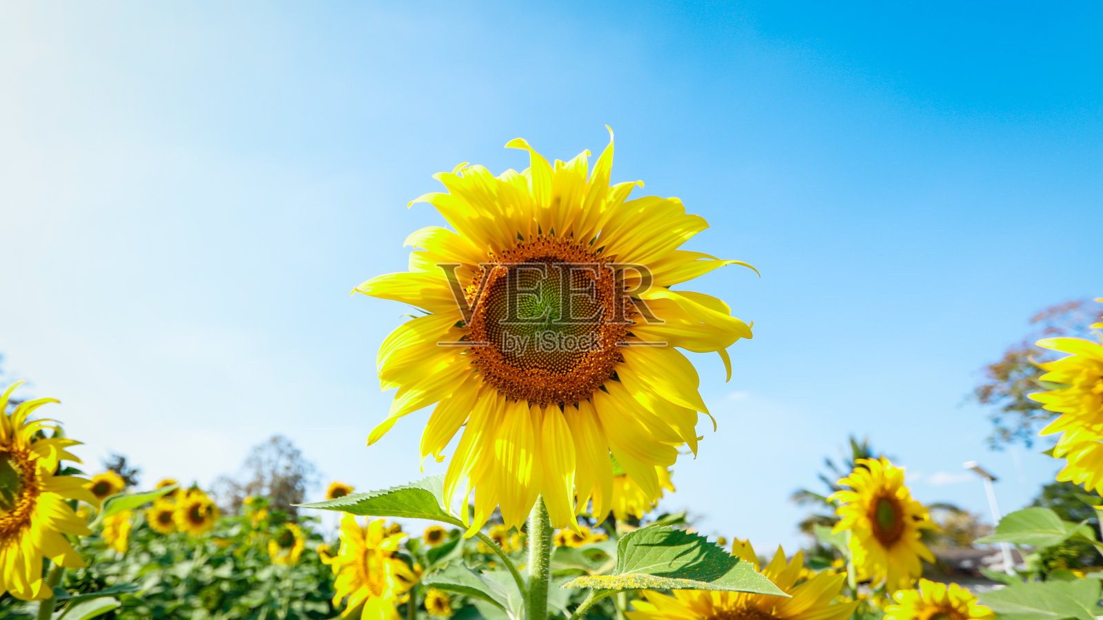 向日葵。照片摄影图片