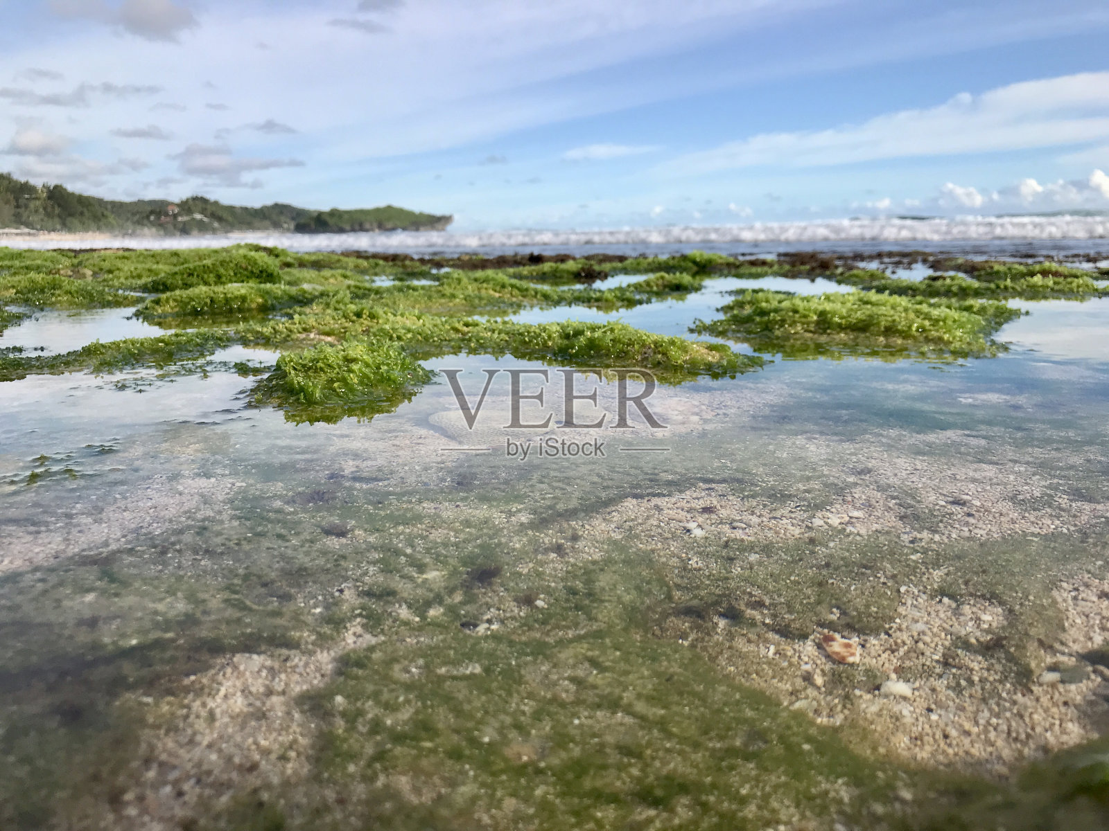 美丽的海滩景观和绿色的海草照片摄影图片