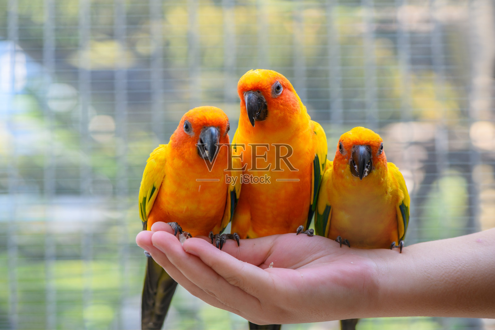 太阳神鸟双手捧着，吃着葵花籽。照片摄影图片