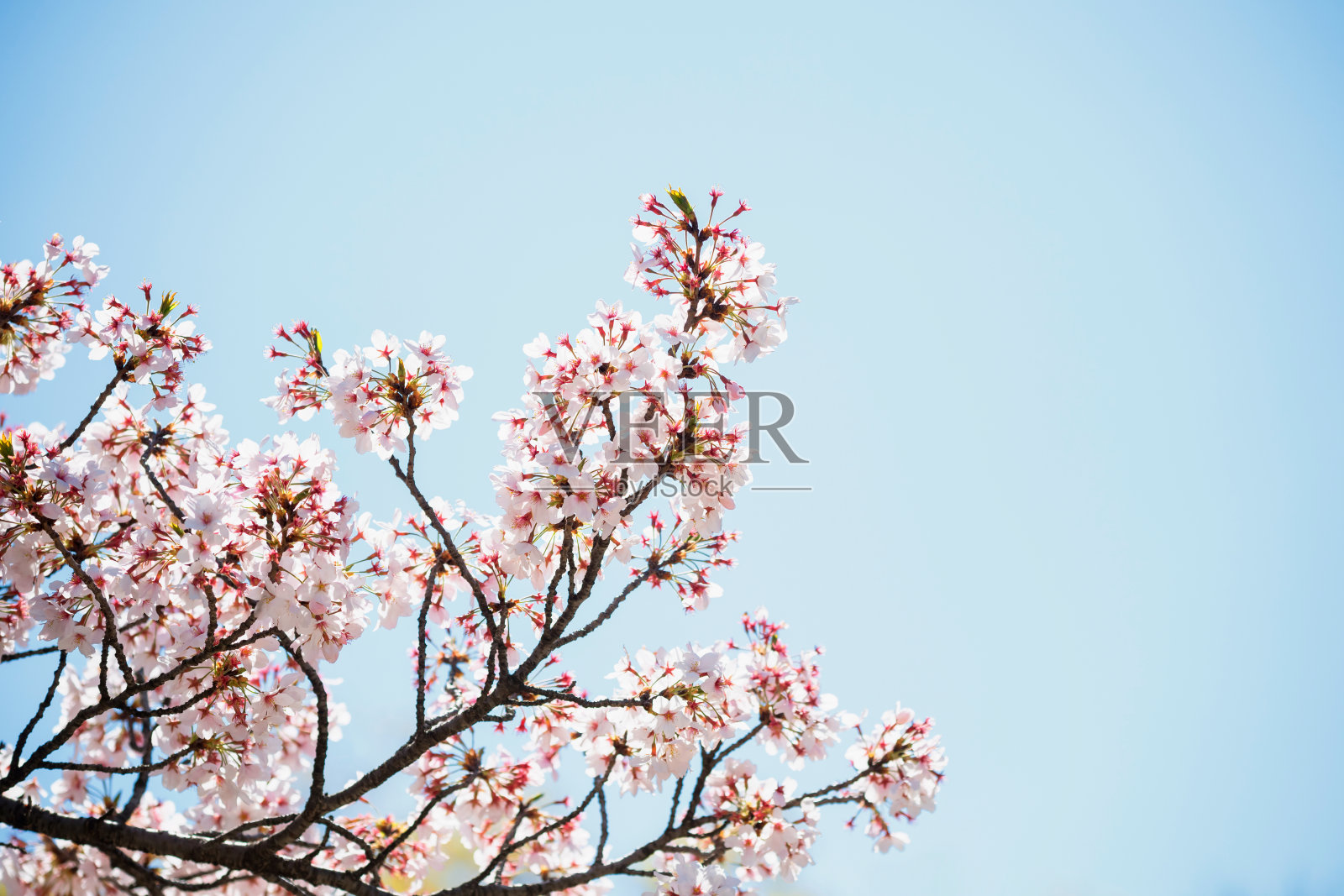 白色的樱花或樱花在春天盛开照片摄影图片