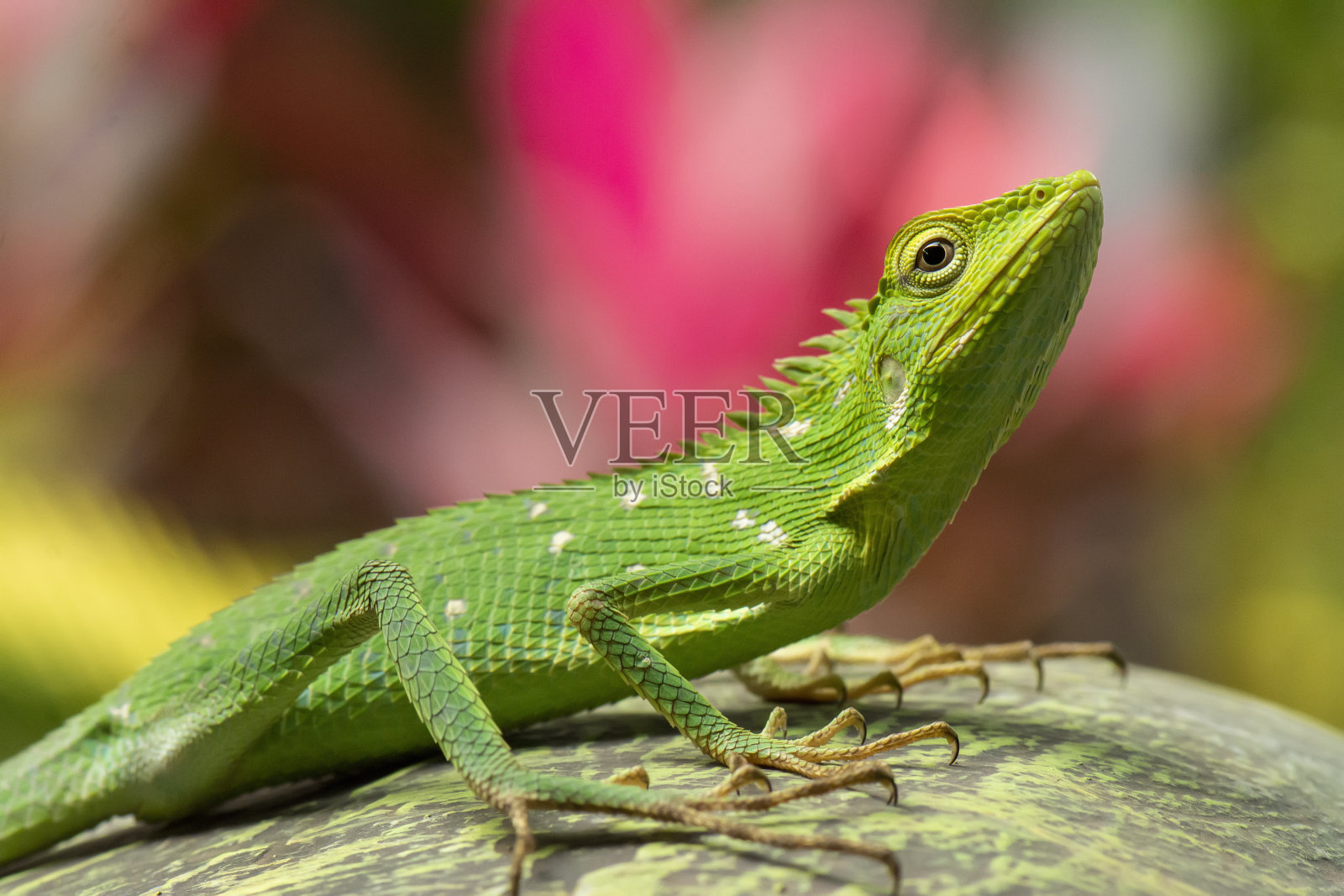 黑豹变色龙特写照片摄影图片