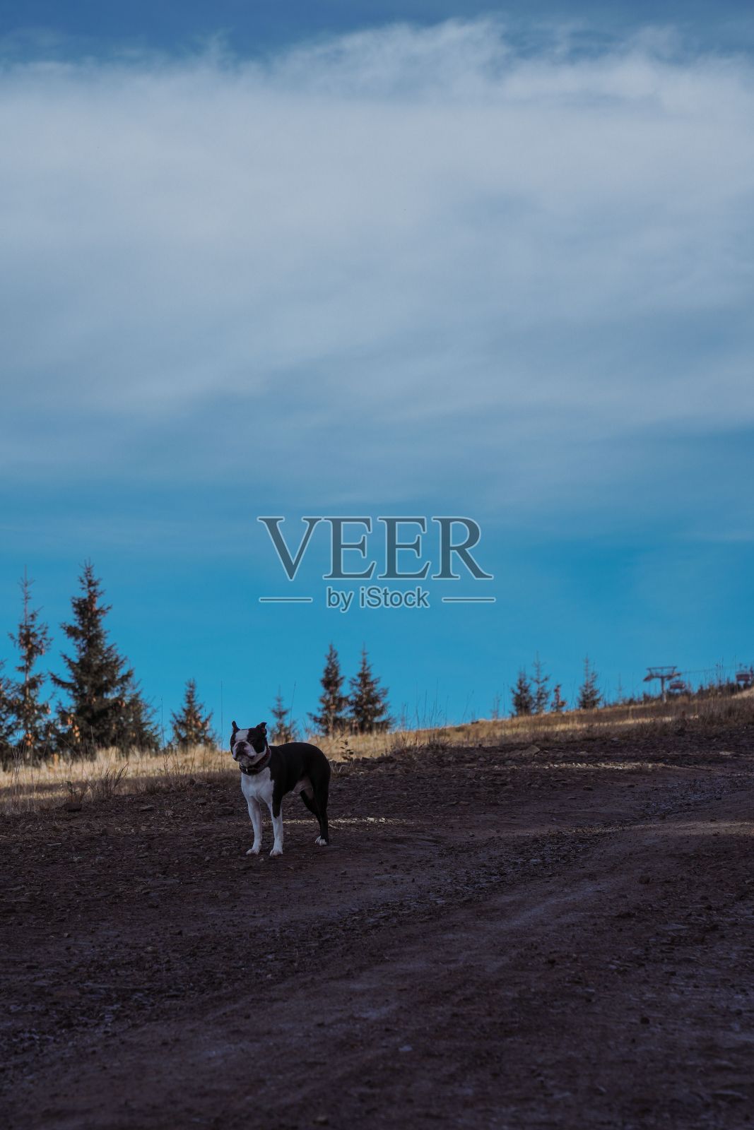 垂直拍摄的法国斗牛犬在泥泞的地面上，蓝天白云下。照片摄影图片