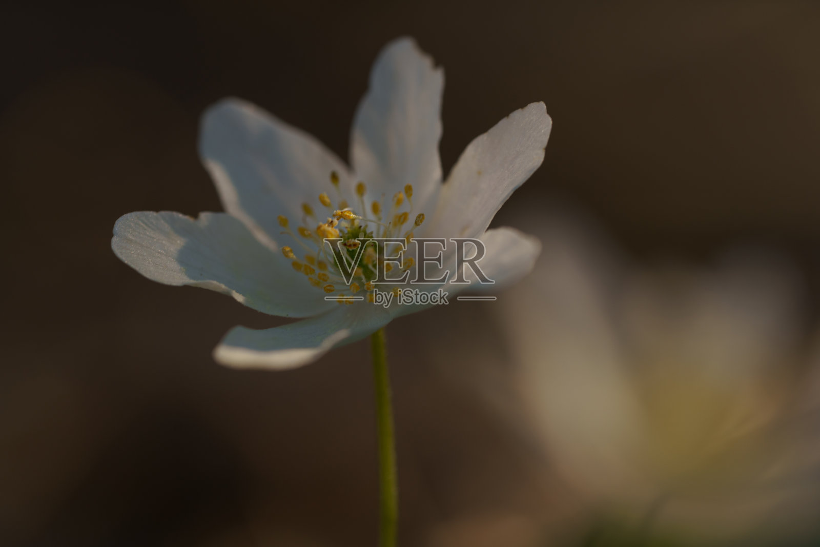 浅聚焦的白色风之花照片摄影图片