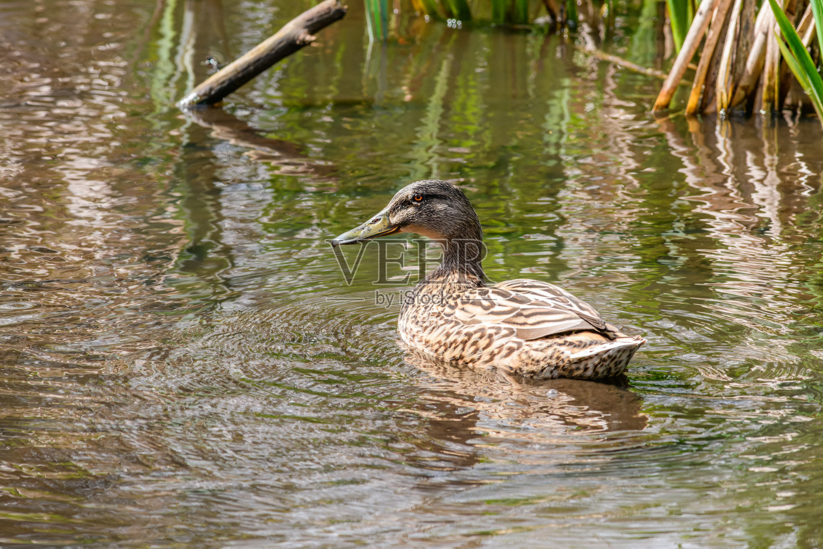 一只棕色绿头鸭在池塘里游泳的特写镜头照片摄影图片