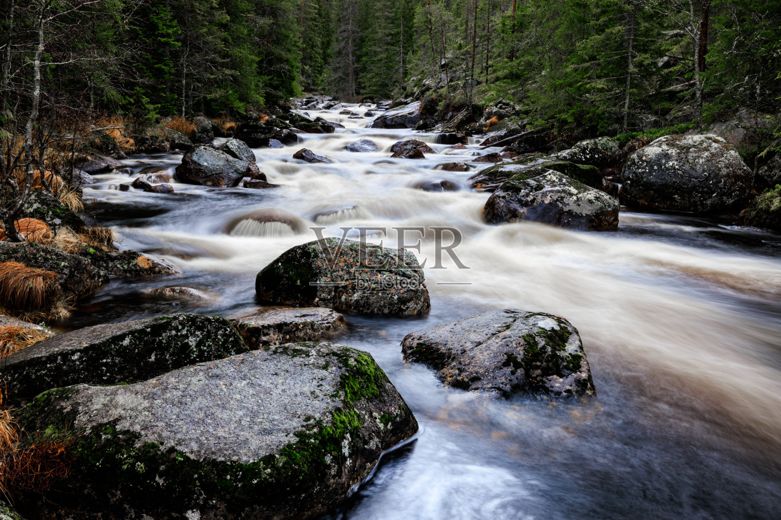 风景秀丽的河流流经岩石覆盖着苔藓周围的松林照片摄影图片