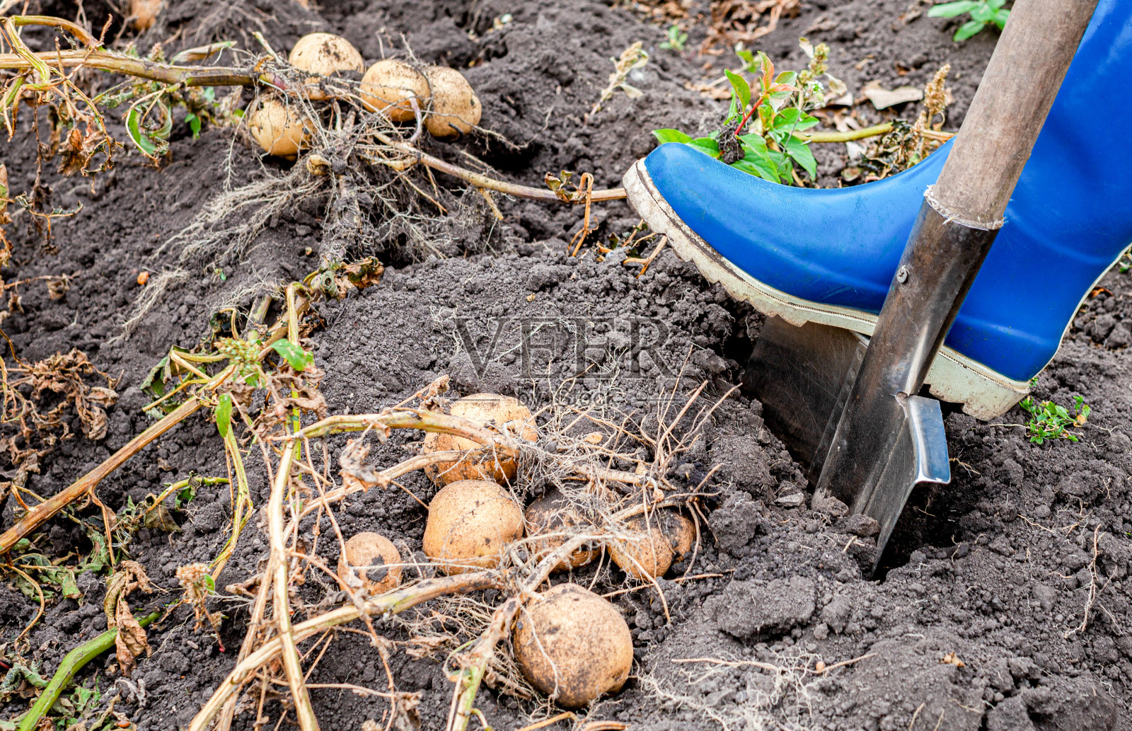 一个人在花园里用铲子挖土豆照片摄影图片