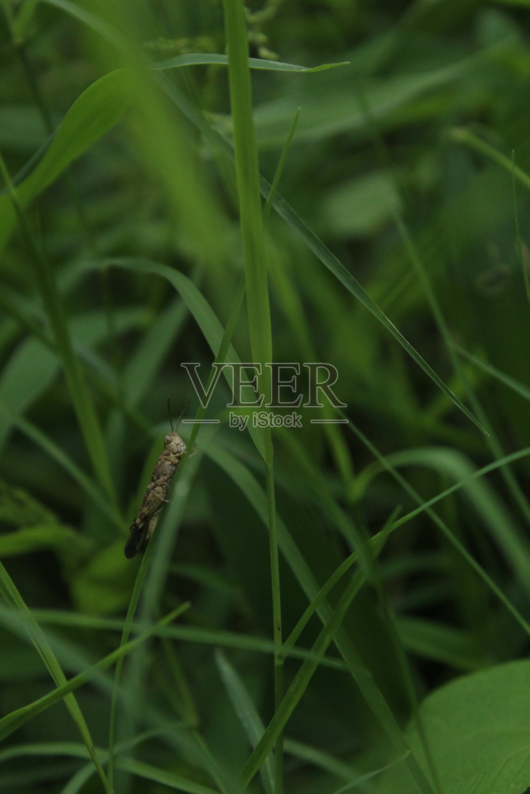 草箍的形象照片摄影图片