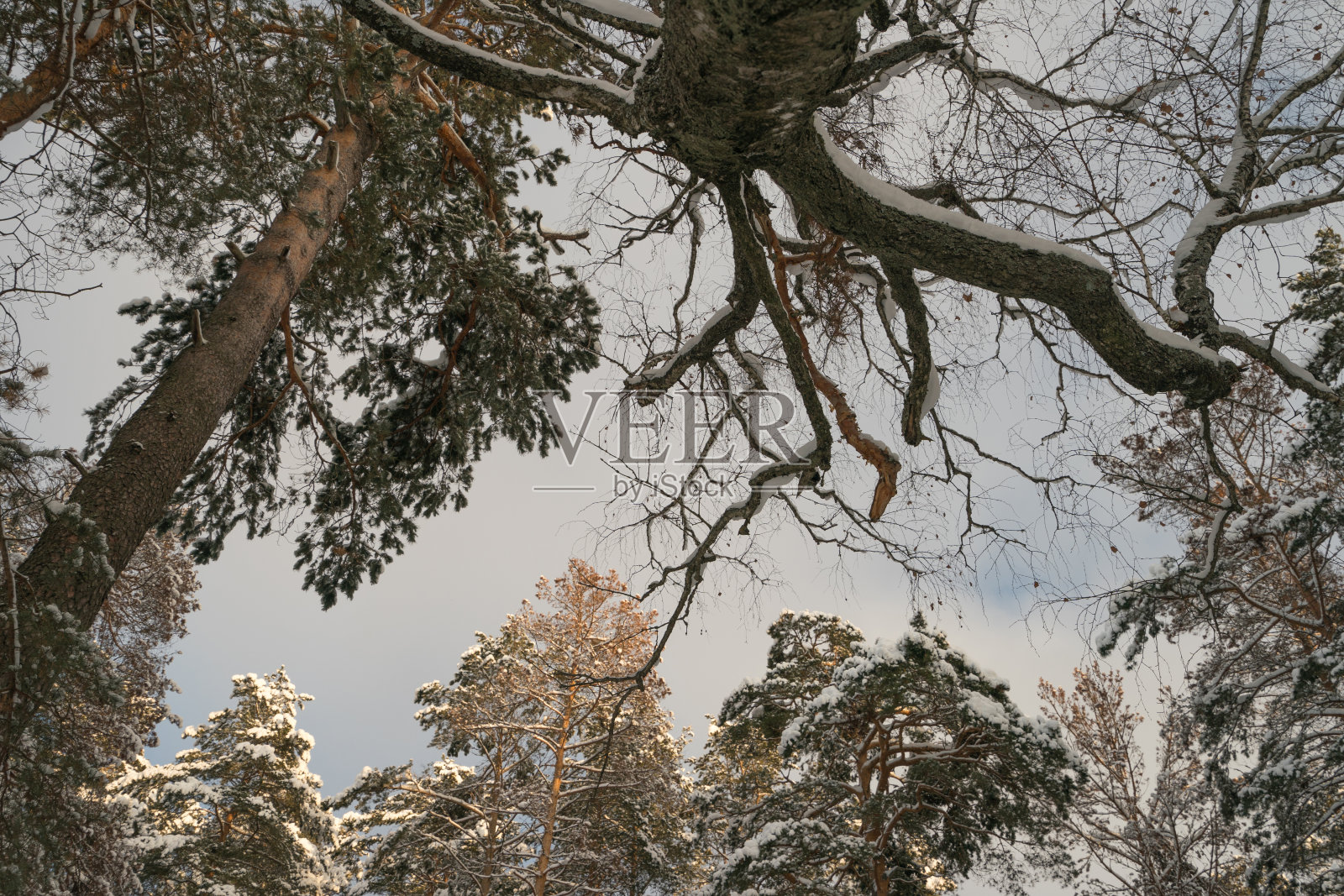 俄罗斯乡间的冬天照片摄影图片