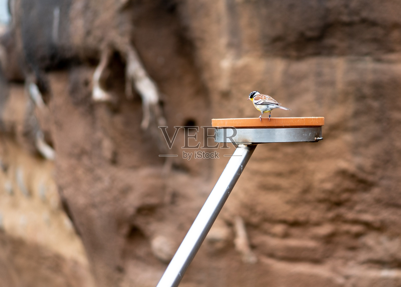 特写镜头的山雀与模糊的背景照片摄影图片