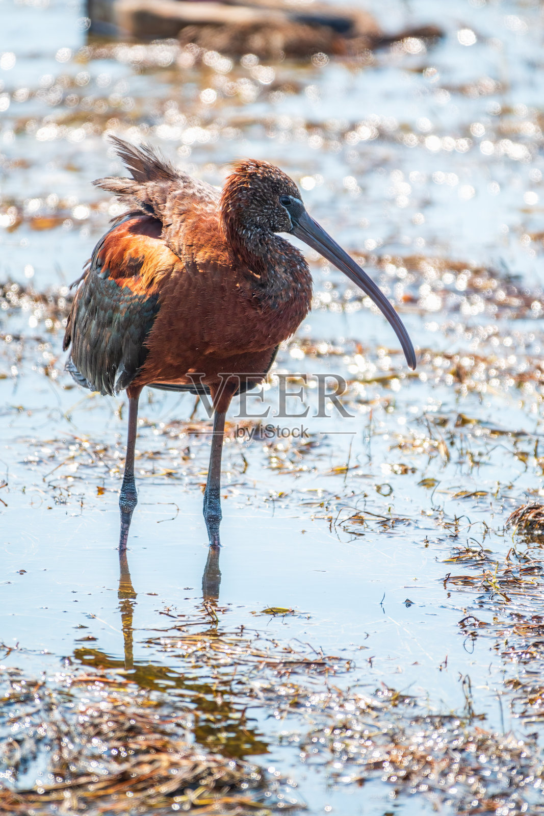 有光泽的朱鹭，拉丁名字是Plegadis falcinellus，在浅水湖中寻找食物。照片摄影图片