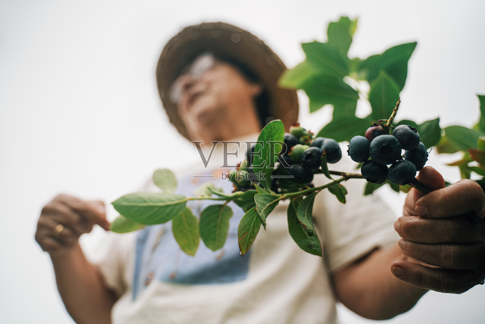 一位老妇人正在灌木丛中收集浆果照片摄影图片