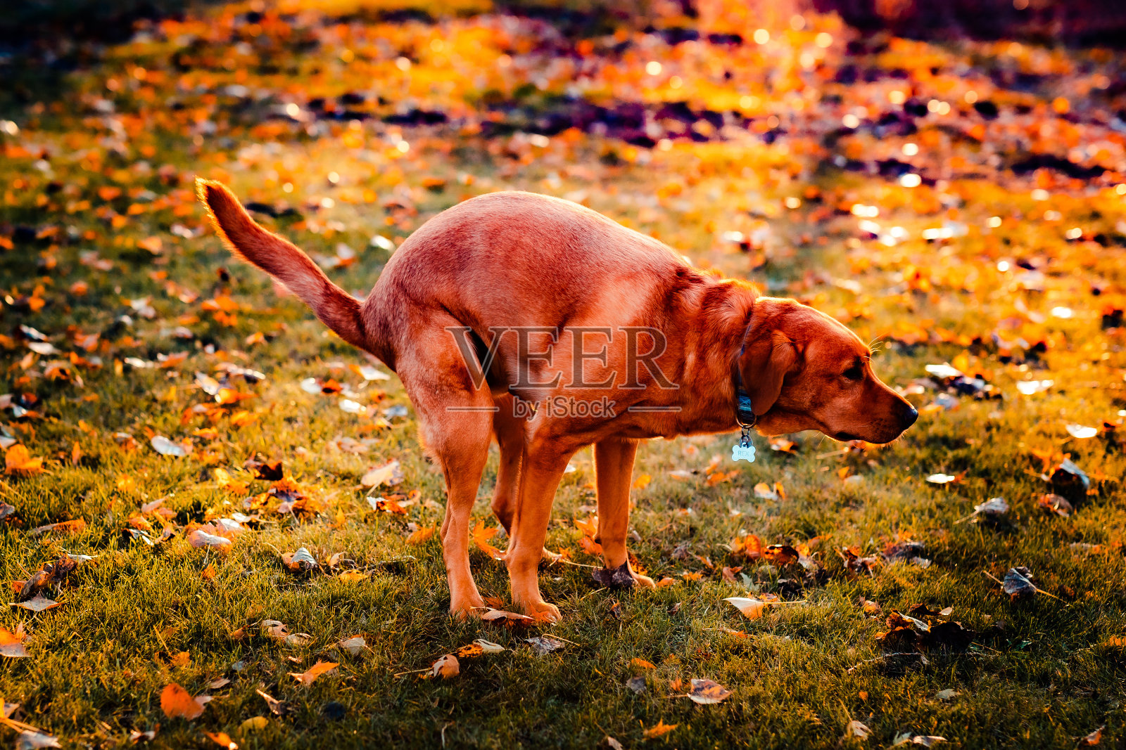 一只可爱的狗狗拉粑粑的特写照片摄影图片
