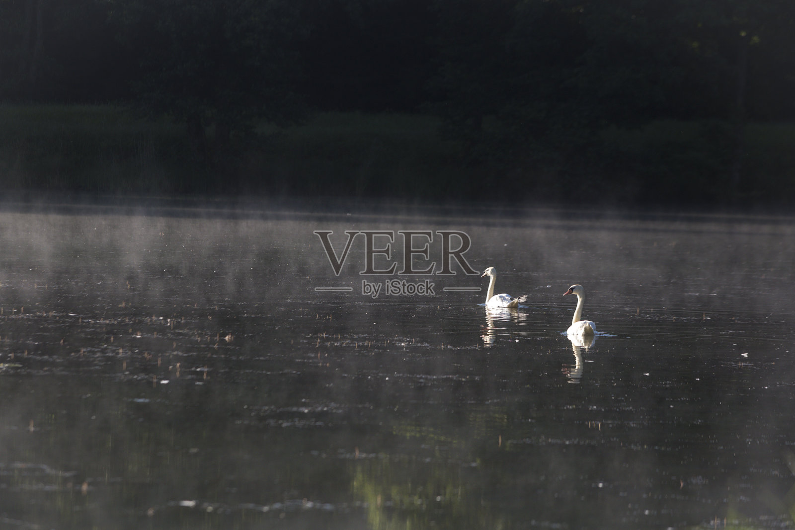 天鹅照片摄影图片