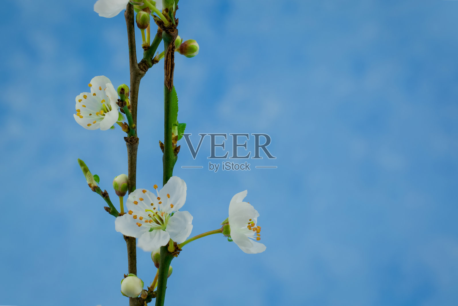 一个美丽的粉红色樱花枝头的细节特写照片摄影图片