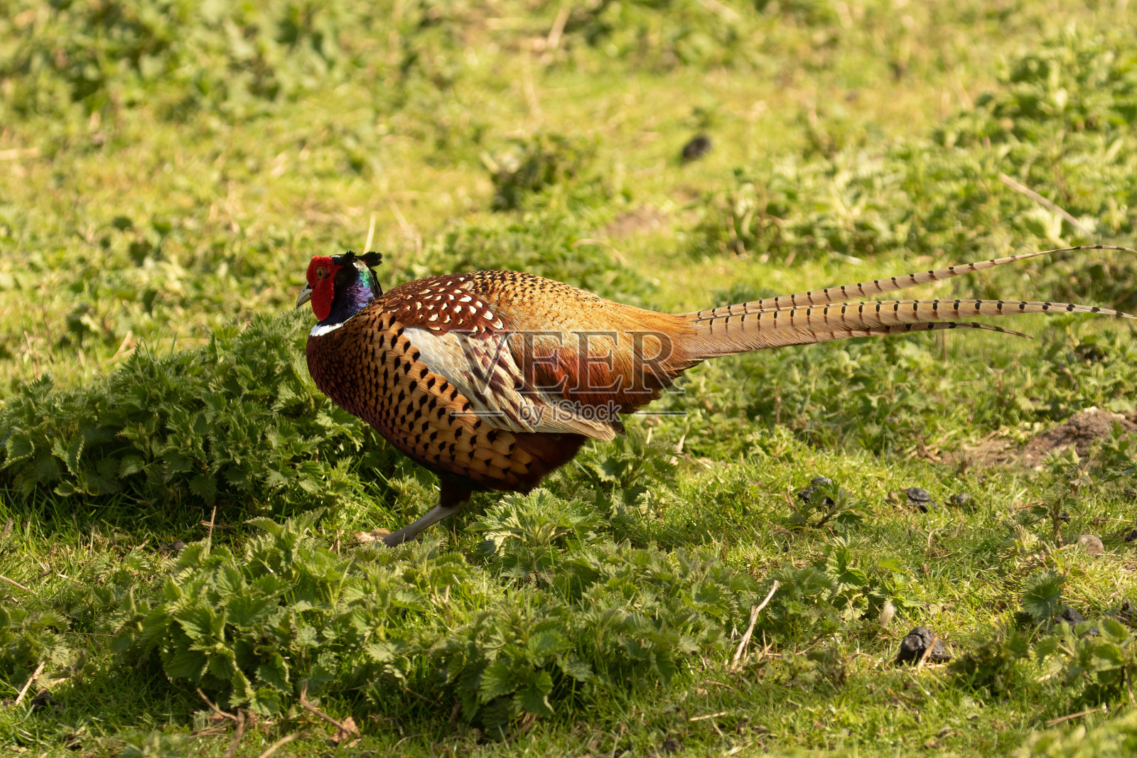 雄性普通野鸡走过草地上的荨麻照片摄影图片