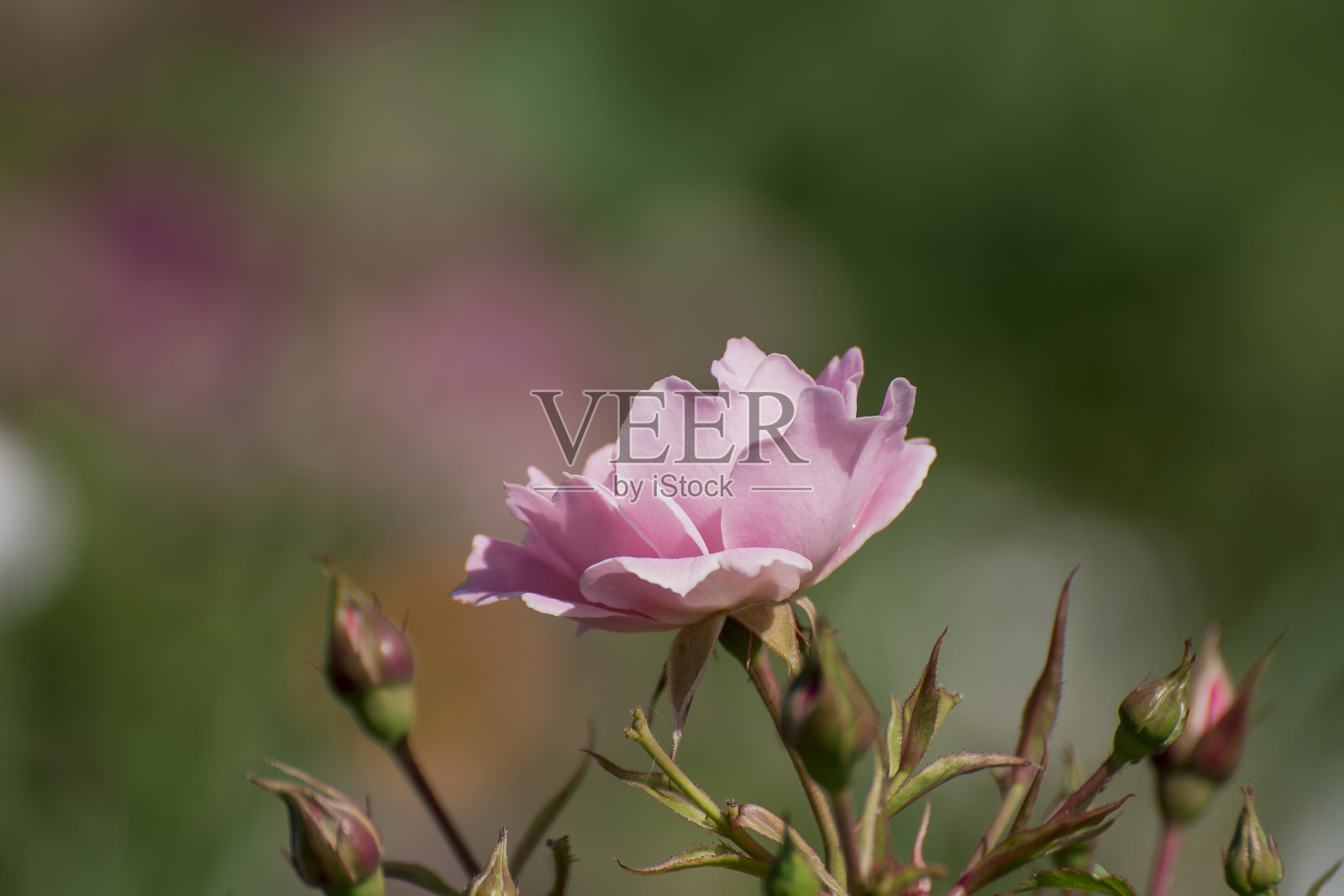 夏天，花园里玫瑰丛上粉红色的花朵照片摄影图片