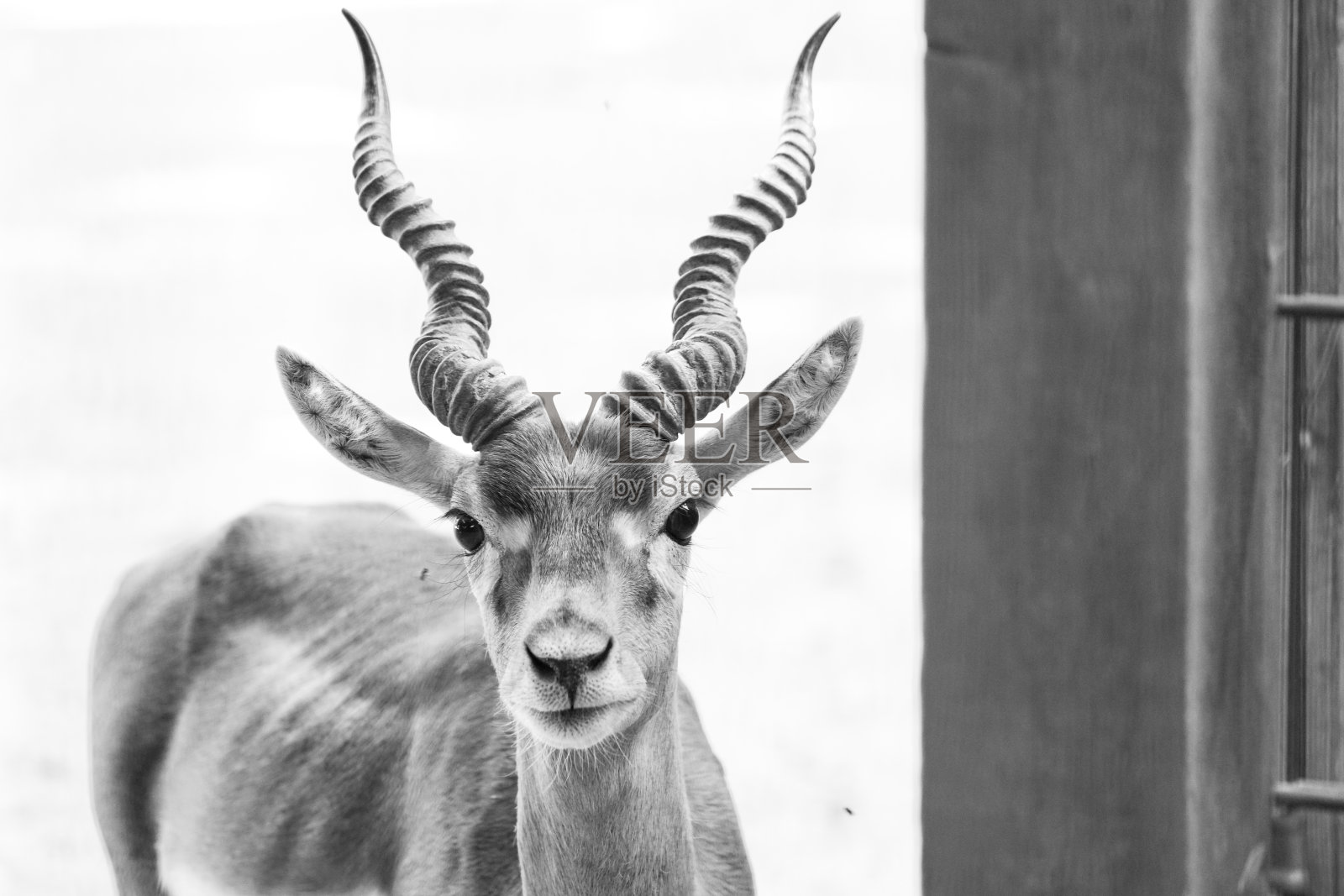 有角的羚羊肖像。照片摄影图片