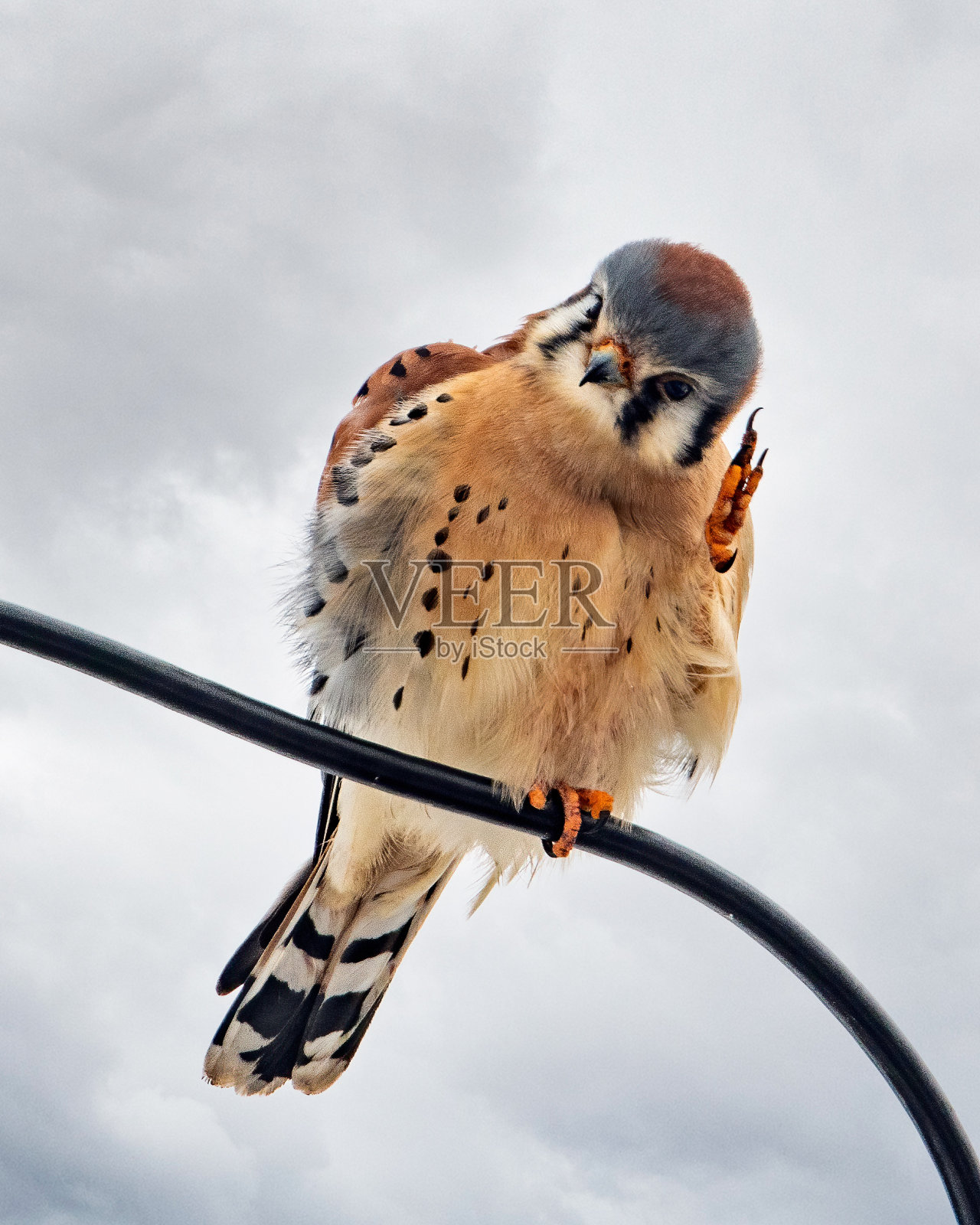 一只可爱的小鸟的垂直镜头照片摄影图片
