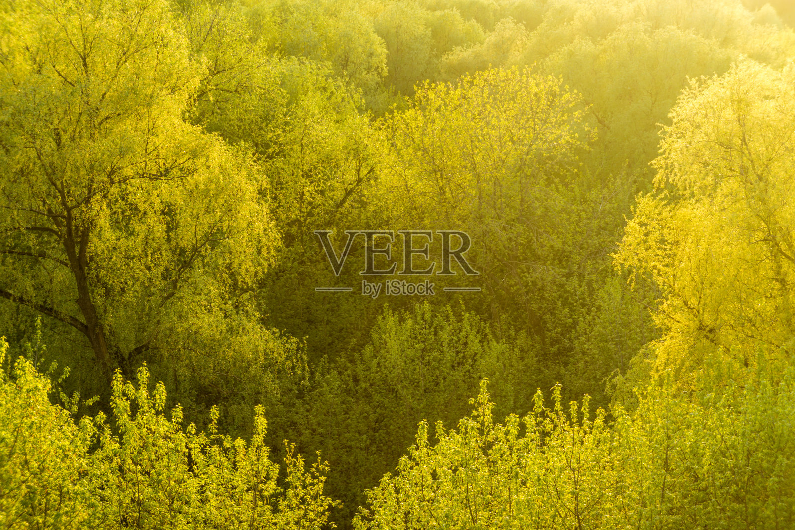 树冠公园的景色照片摄影图片