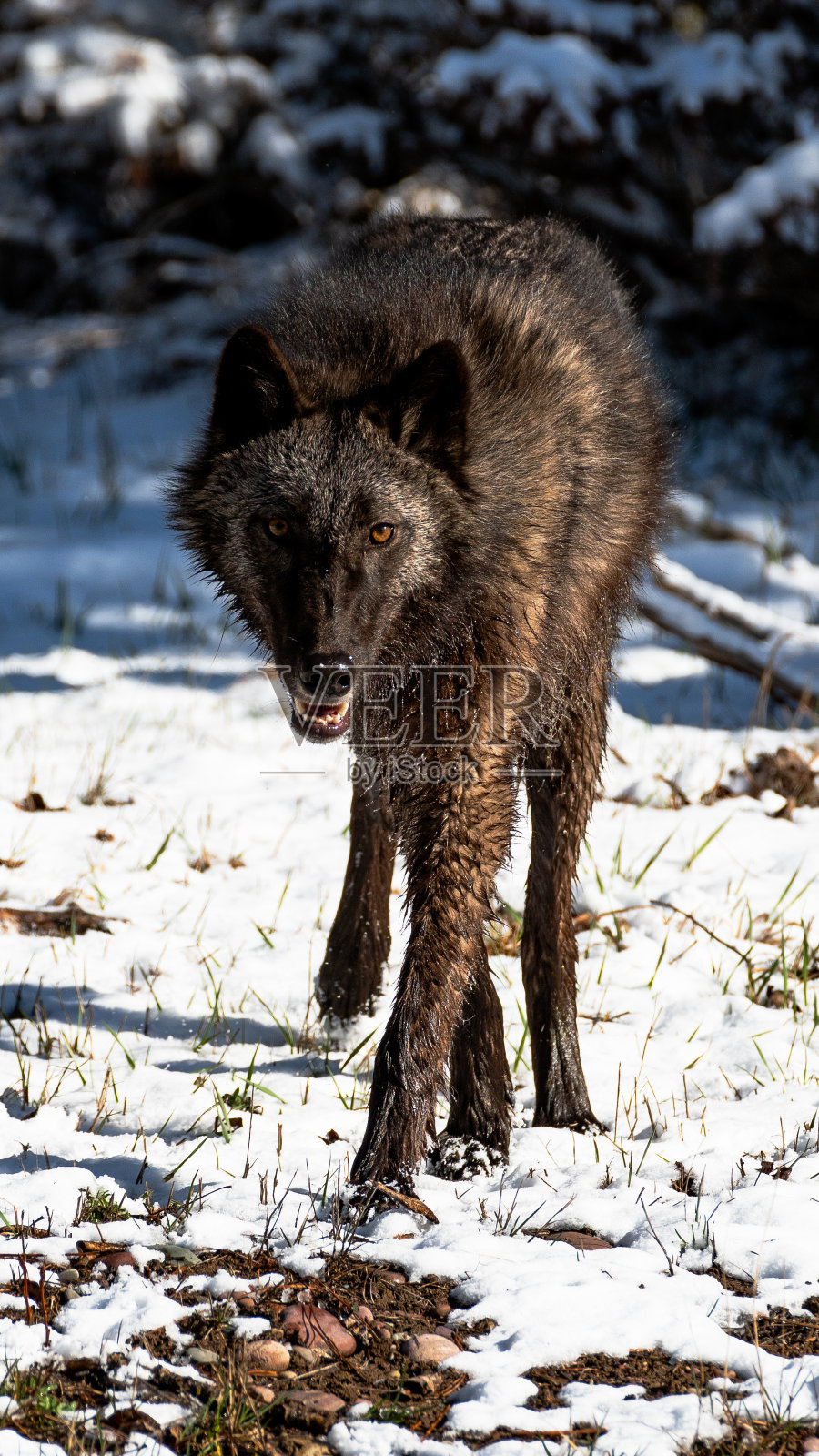 一只黑不列颠哥伦比亚狼在一个下雪的冬天的森林里照片摄影图片