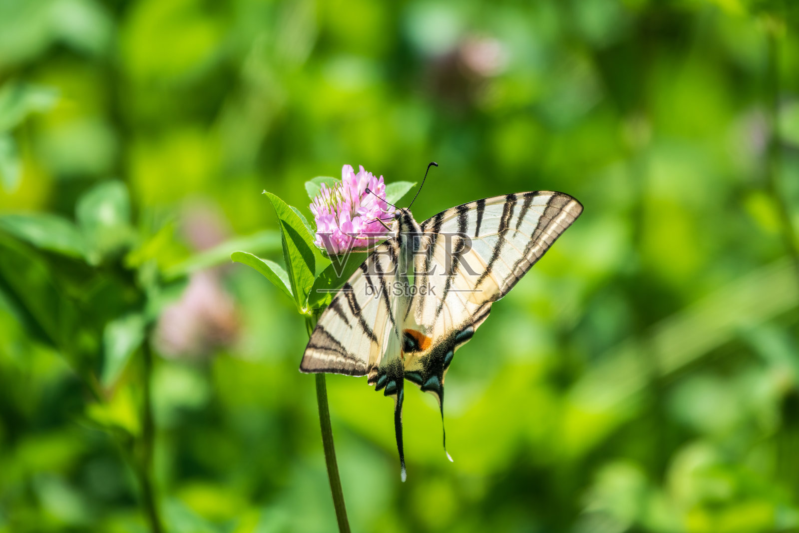 美丽的蝴蝶稀有的燕尾，帆燕尾，梨树燕尾，波达里乌斯。拉丁名Iphiclides podaliriu。蝴蝶在花上采蜜。照片摄影图片