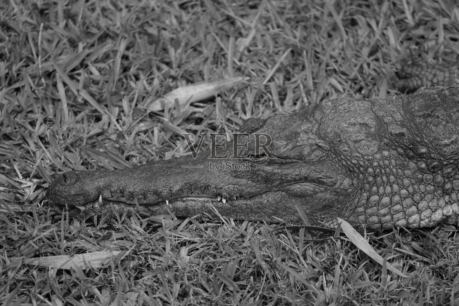 澳大利亚盐水鳄鱼照片摄影图片