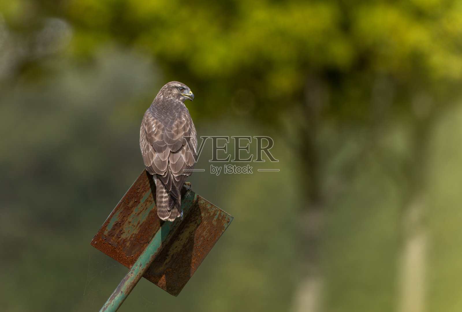 普通秃鹰(Buteo Buteo)照片摄影图片