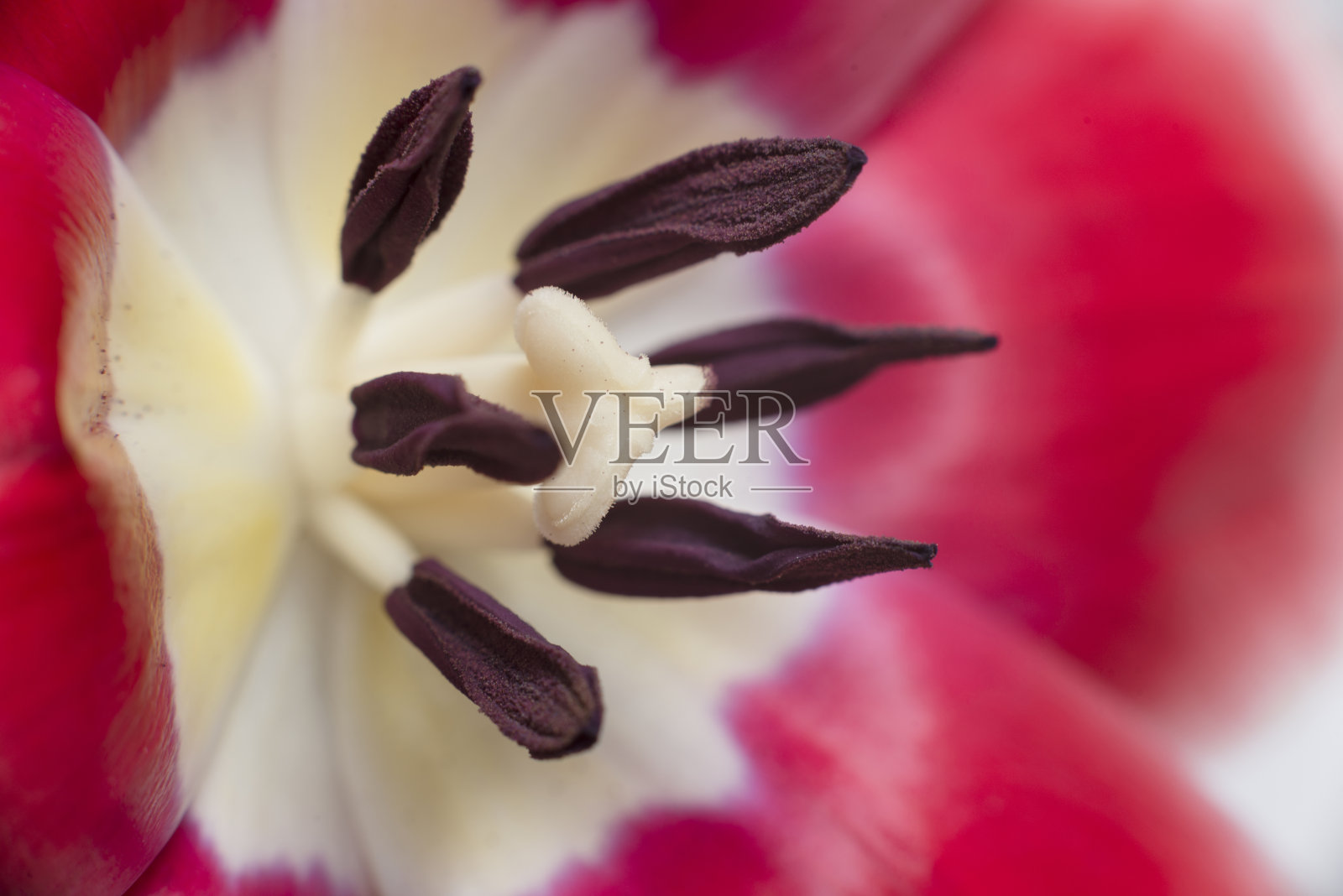 双色郁金香红白相间照片摄影图片