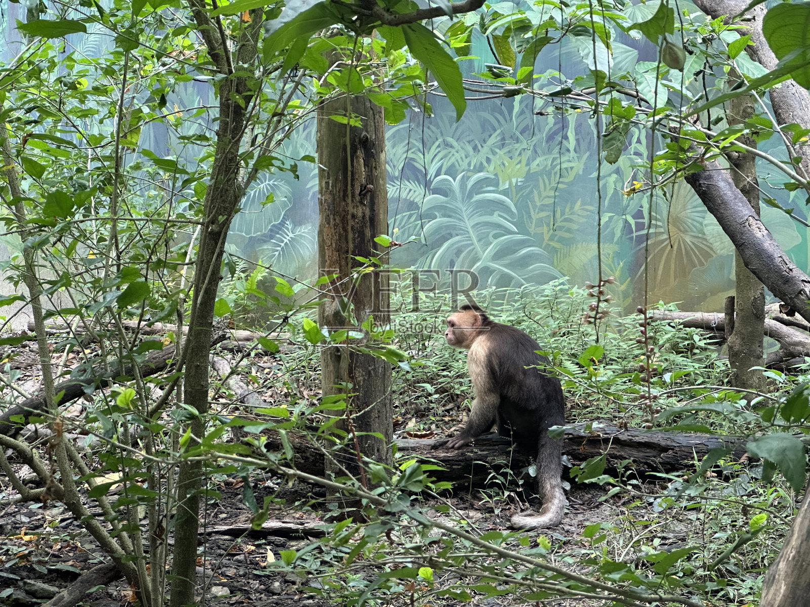 森林里的猴子照片摄影图片