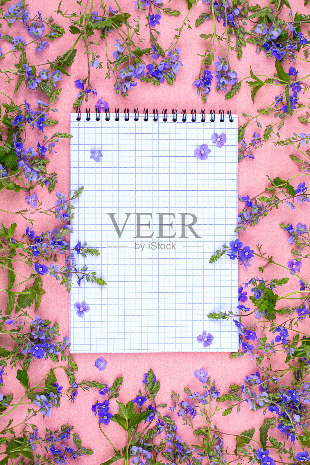 粉色背景的笔记本，配上蓝色的野花。模型照片摄影图片