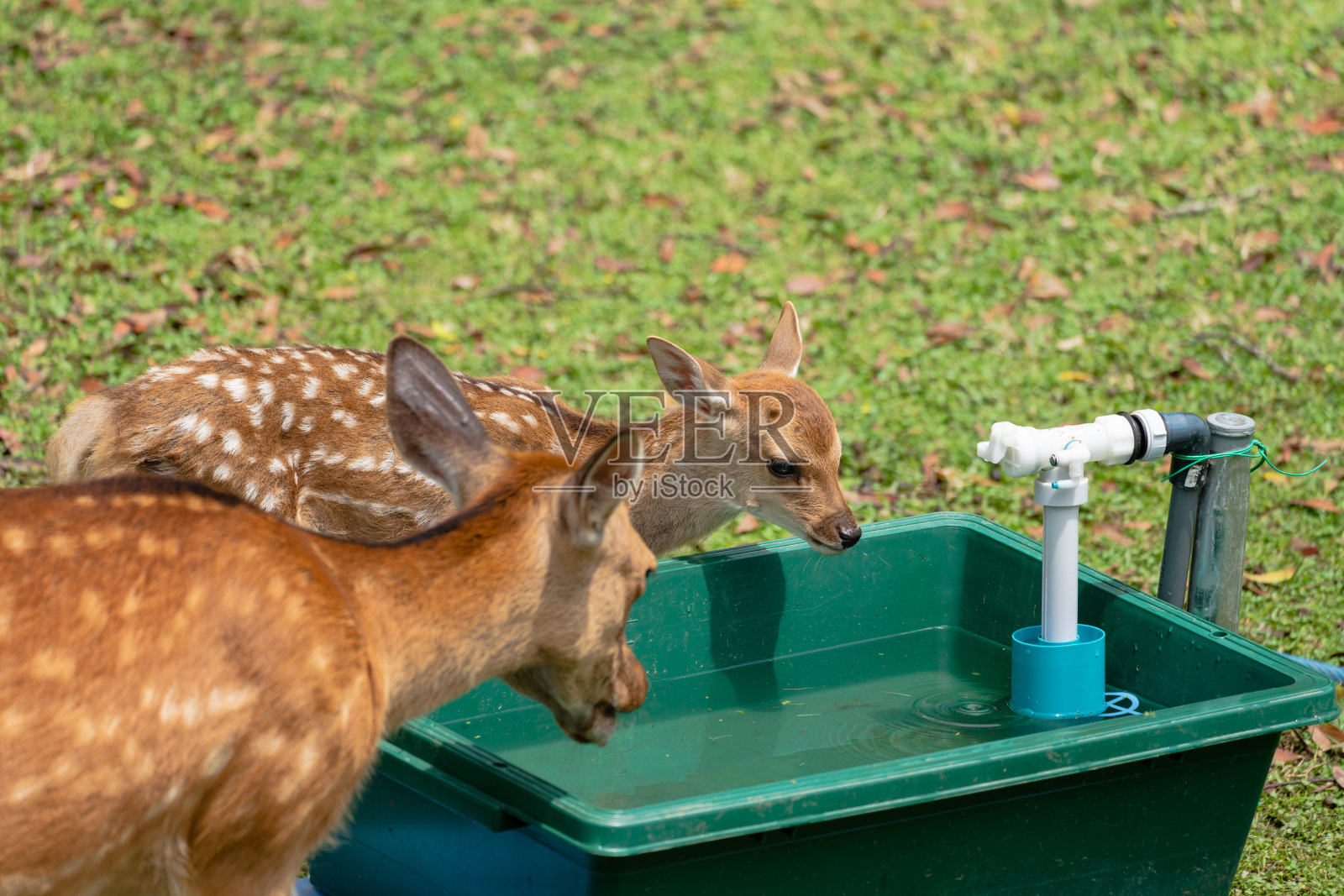 在奈良的鹿园，小鹿们聚集在对公众开放的喷泉旁。照片摄影图片