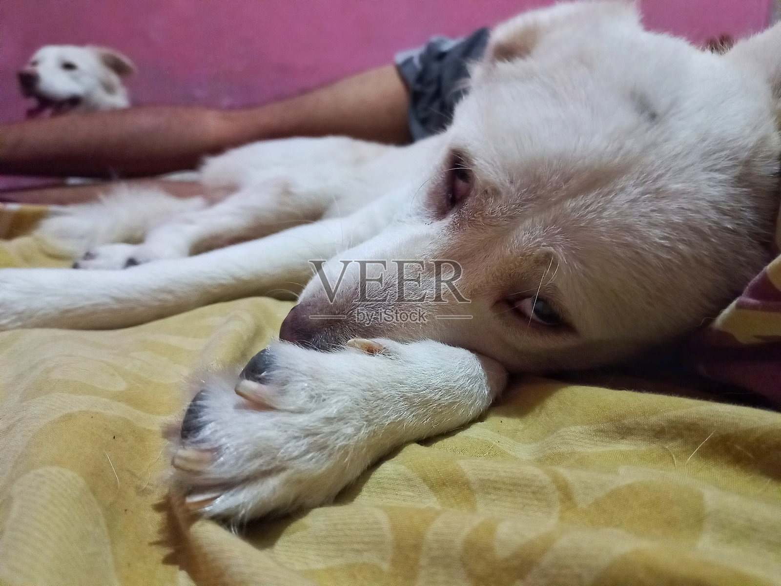 害羞的白狗脸放松地和主人睡在床上照片摄影图片